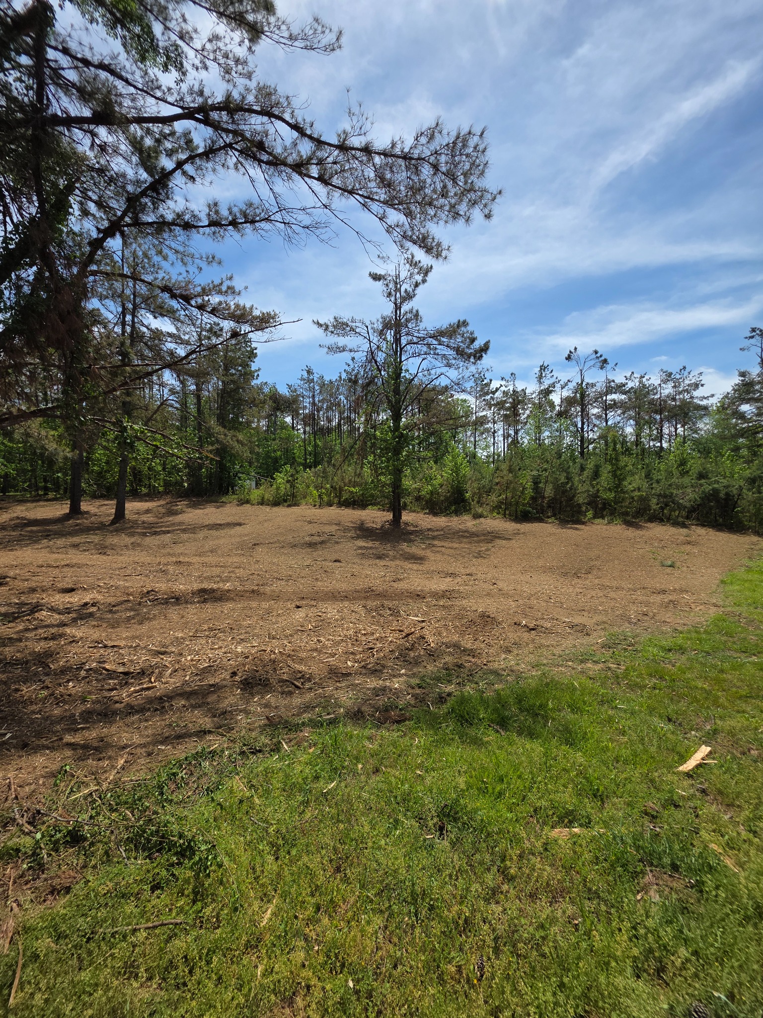 Cleared pine property beneath a blue sky